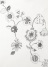 ZUCCa / S DRAWING FLOWER PRINT T / Tシャツ