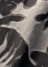 Plantation / (O) {^jJPT / pc