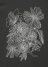 Plantation L-line / (O) HANATABA T / Jbg\[