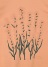 Plantation / ハーブT / Tシャツ