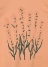 Plantation / n[uT / TVc
