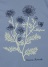 Plantation / n[uT / TVc
