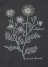Plantation / n[uT / TVc