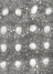 light gray(23)