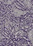 light gray(23)